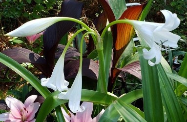 White Crinum Lily, Crinum x powellii 'Album' or C. moorei 'Alba' most likely